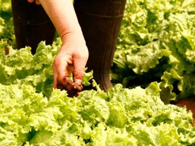 Mejorando las prácticas laborales en la agricultura