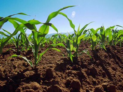 Región de Los Ríos se pone al día en agricultura familiar campesina