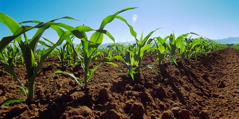 Región de Los Ríos se pone al día en agricultura familiar campesina