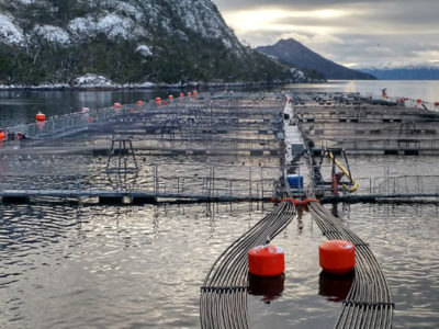 Salmón, krill y algas: Innovación en excedentes marinos abre nuevas oportunidades de negocios