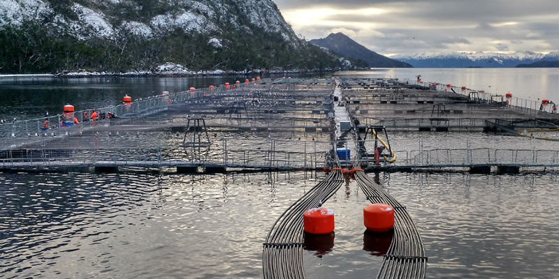 Salmón, krill y algas: Innovación en excedentes marinos abre nuevas oportunidades de negocios