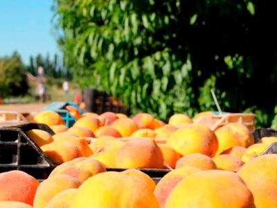 Aumentan plantaciones de carozos en Chile