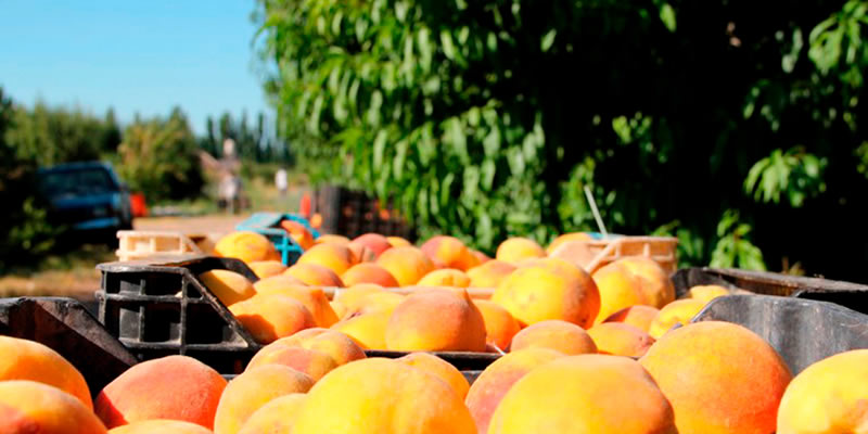 Aumentan plantaciones de carozos en Chile