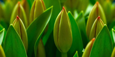 Inauguran empresa internacional de Bulbos de Flor